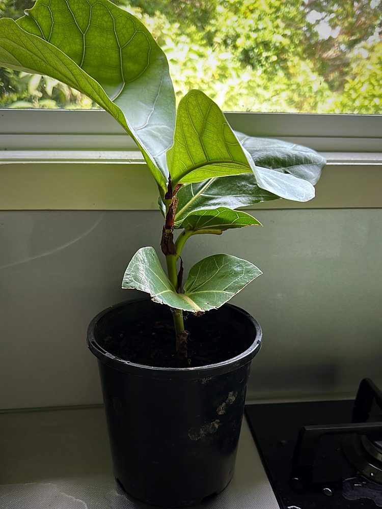 Fiddle leaf fig, 2 Jan 2023