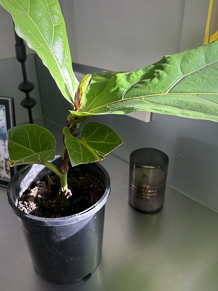 Fiddle leaf fig, 19 Jan 2023