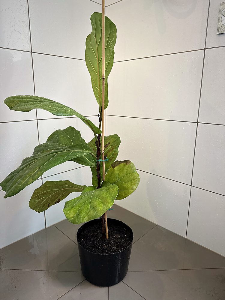 Fiddle leaf fig, 6 Dec 2024