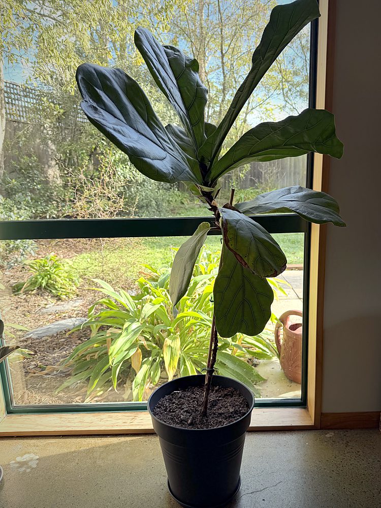 Fiddle leaf fig, 1 Oct 2026